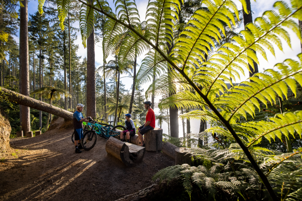 Cyclists in a forest with fern tree in foreground